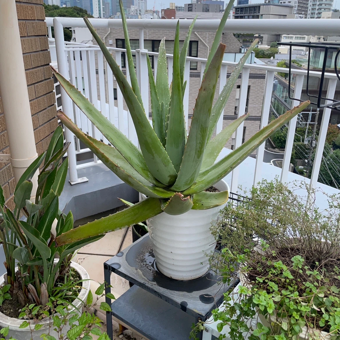アロエ 観葉植物 鉢植え