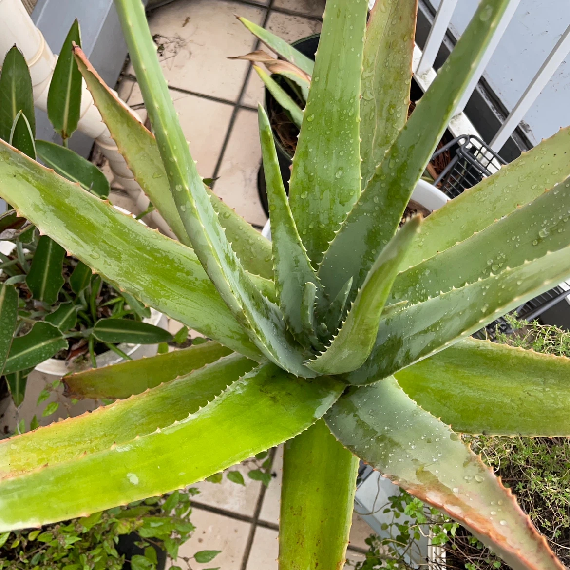 アロエ 観葉植物 鉢植えの写真2枚目