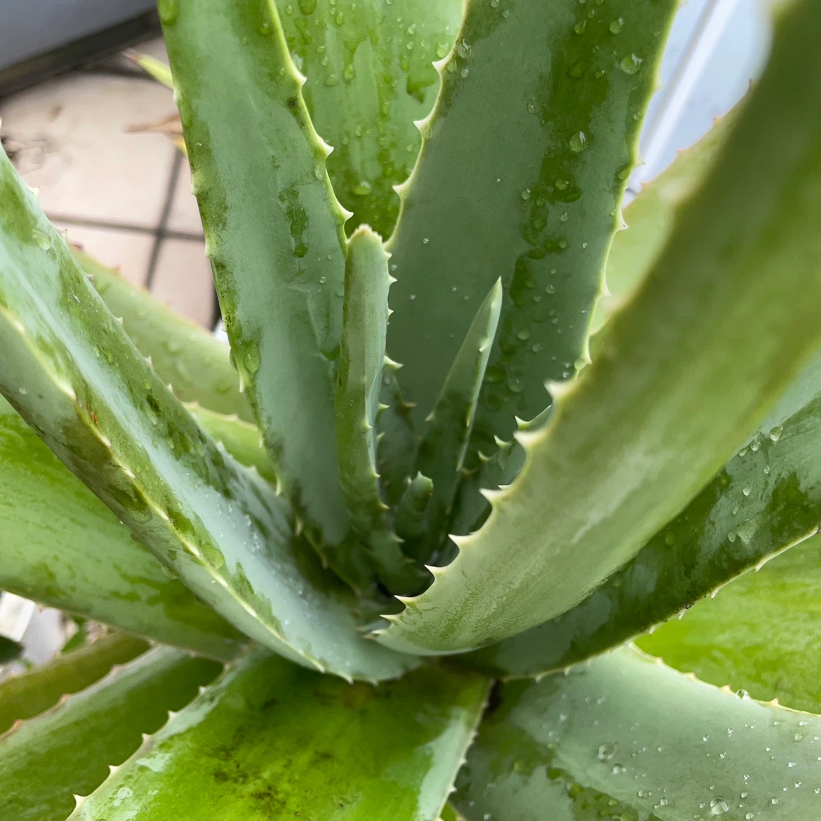 アロエ 観葉植物 鉢植えの写真3枚目