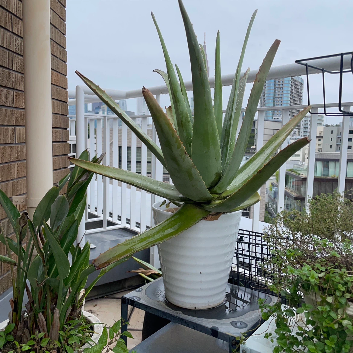 アロエ 観葉植物 鉢植えの写真4枚目