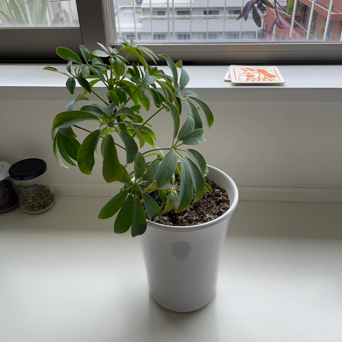 シェフレラ 観葉植物 白鉢付き