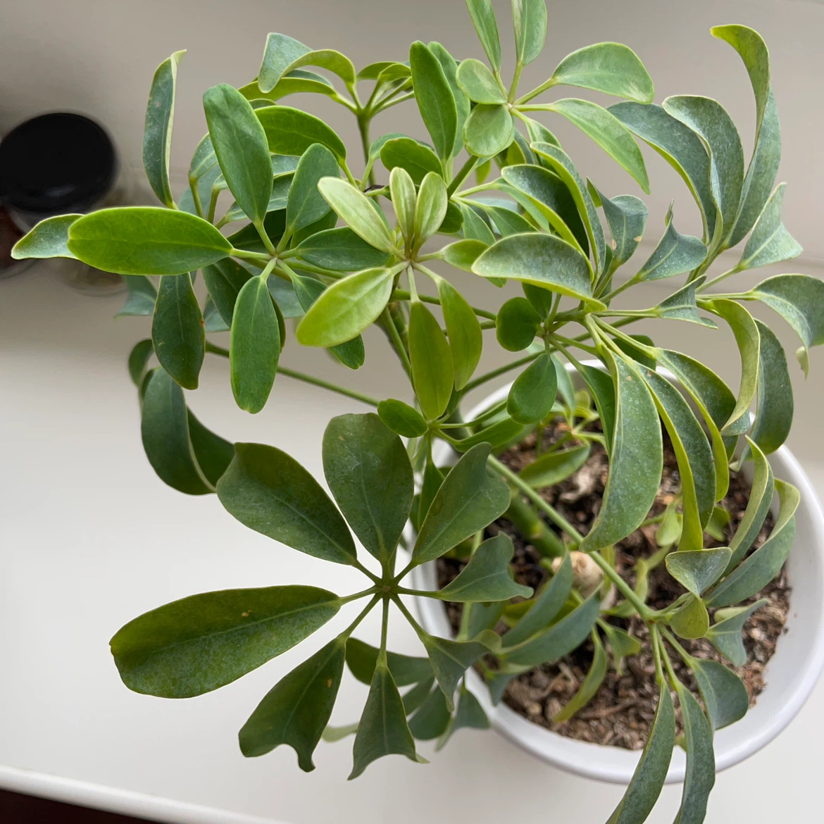 シェフレラ 観葉植物 白鉢付きの写真2枚目