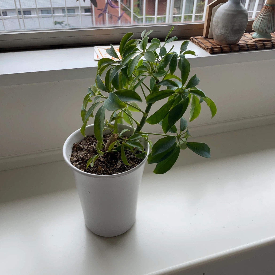 シェフレラ 観葉植物 白鉢付きの写真3枚目