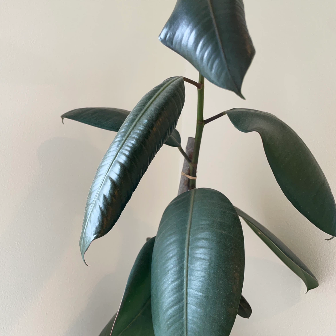 フィカス・バーガンディ 観葉植物の写真2枚目