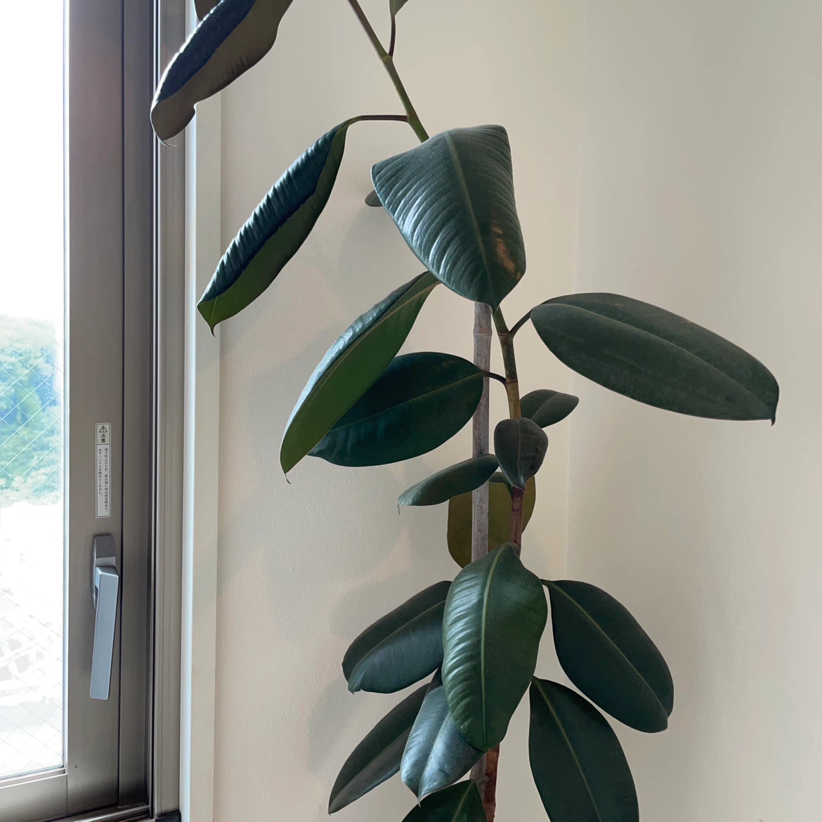 フィカス・バーガンディ 観葉植物の写真3枚目