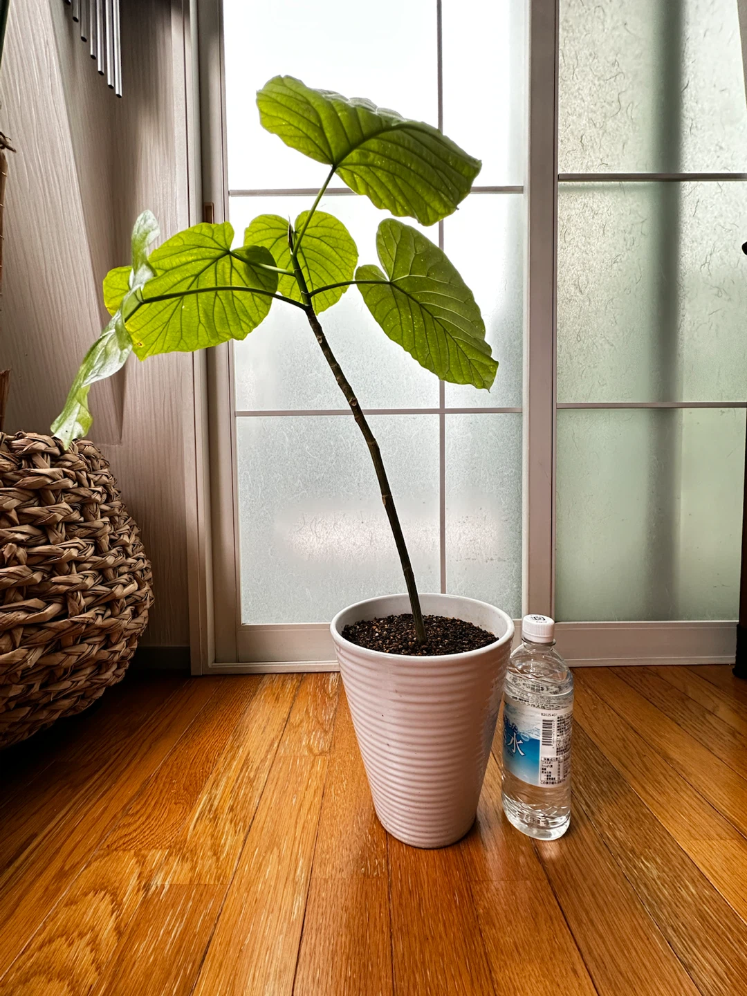フィカス ウンベラータ 観葉植物 陶器鉢付