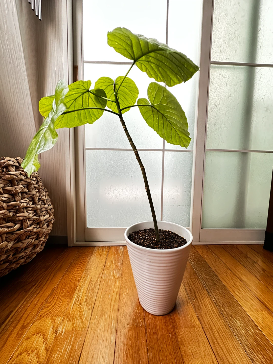 フィカス ウンベラータ 観葉植物 陶器鉢付の写真2枚目