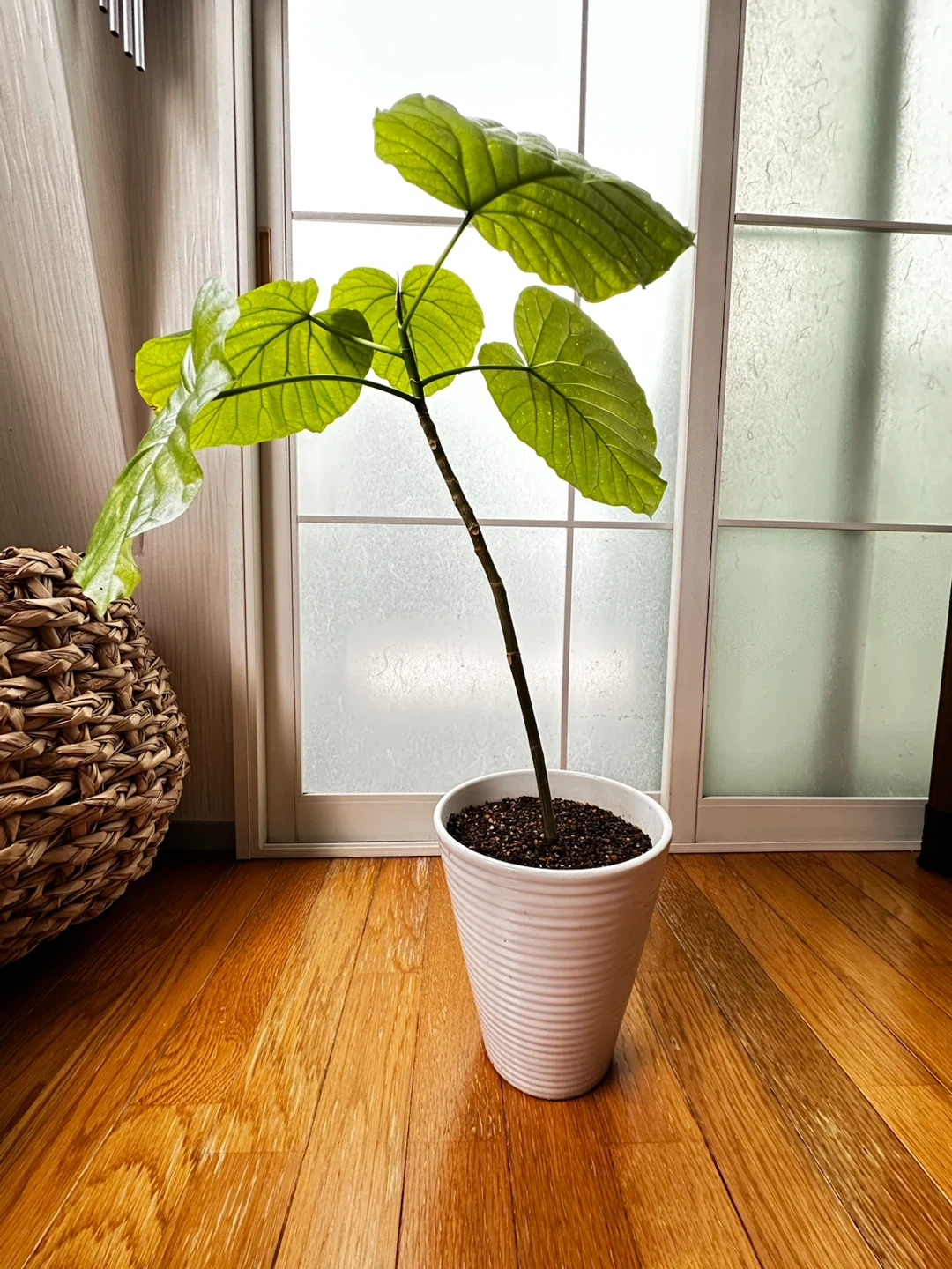 フィカス ウンベラータ 観葉植物 陶器鉢付の写真2枚目