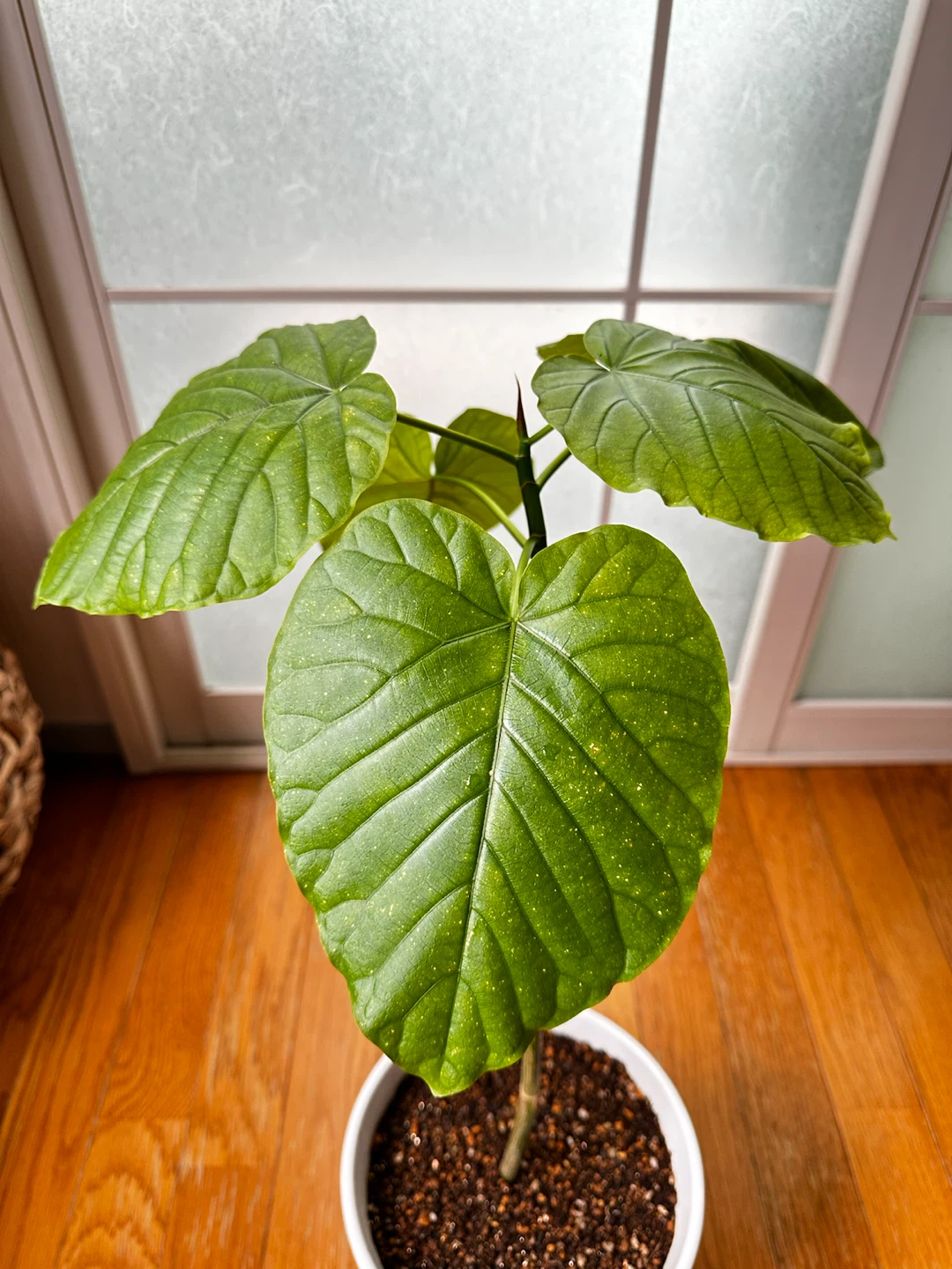 フィカス ウンベラータ 観葉植物 陶器鉢付の写真3枚目