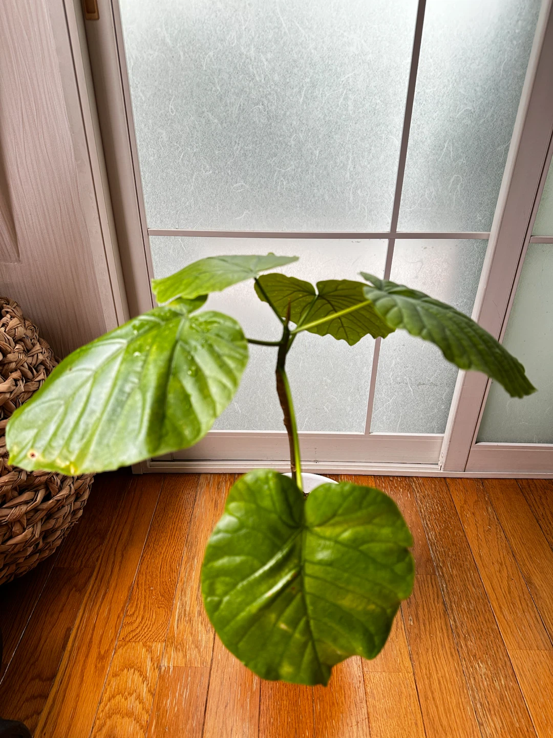 フィカス ウンベラータ 観葉植物 陶器鉢付の写真4枚目