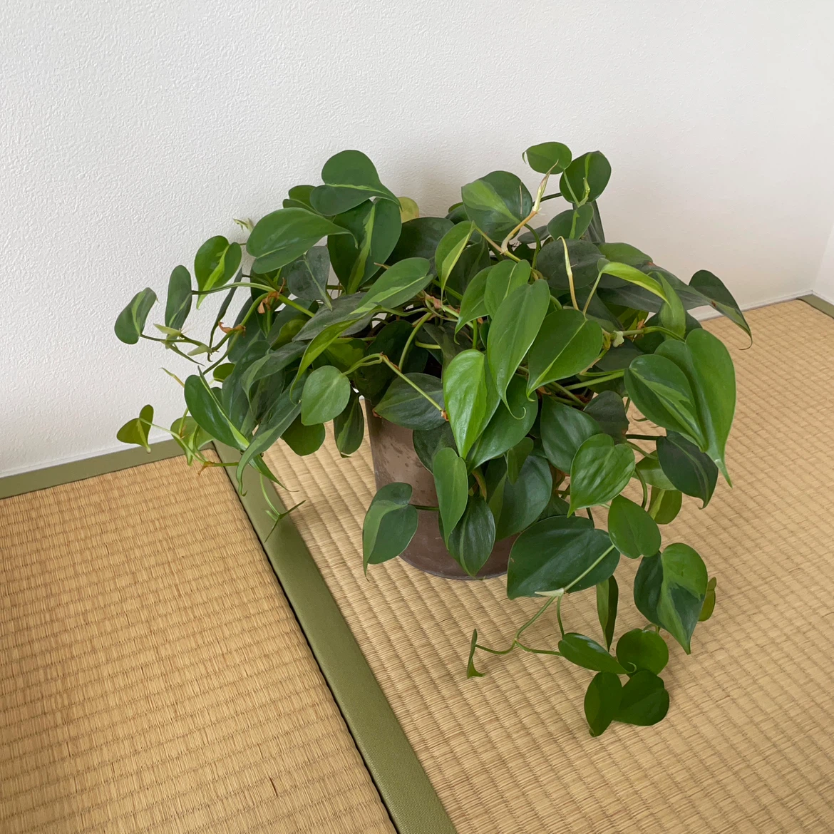 フィロデンドロン ブラジル 観葉植物 鉢植え