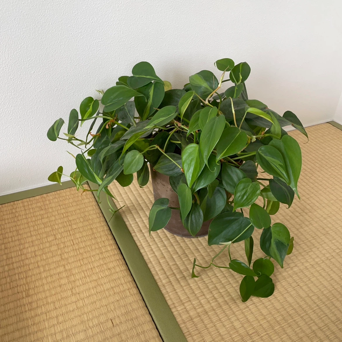 フィロデンドロン ブラジル 観葉植物 鉢植え