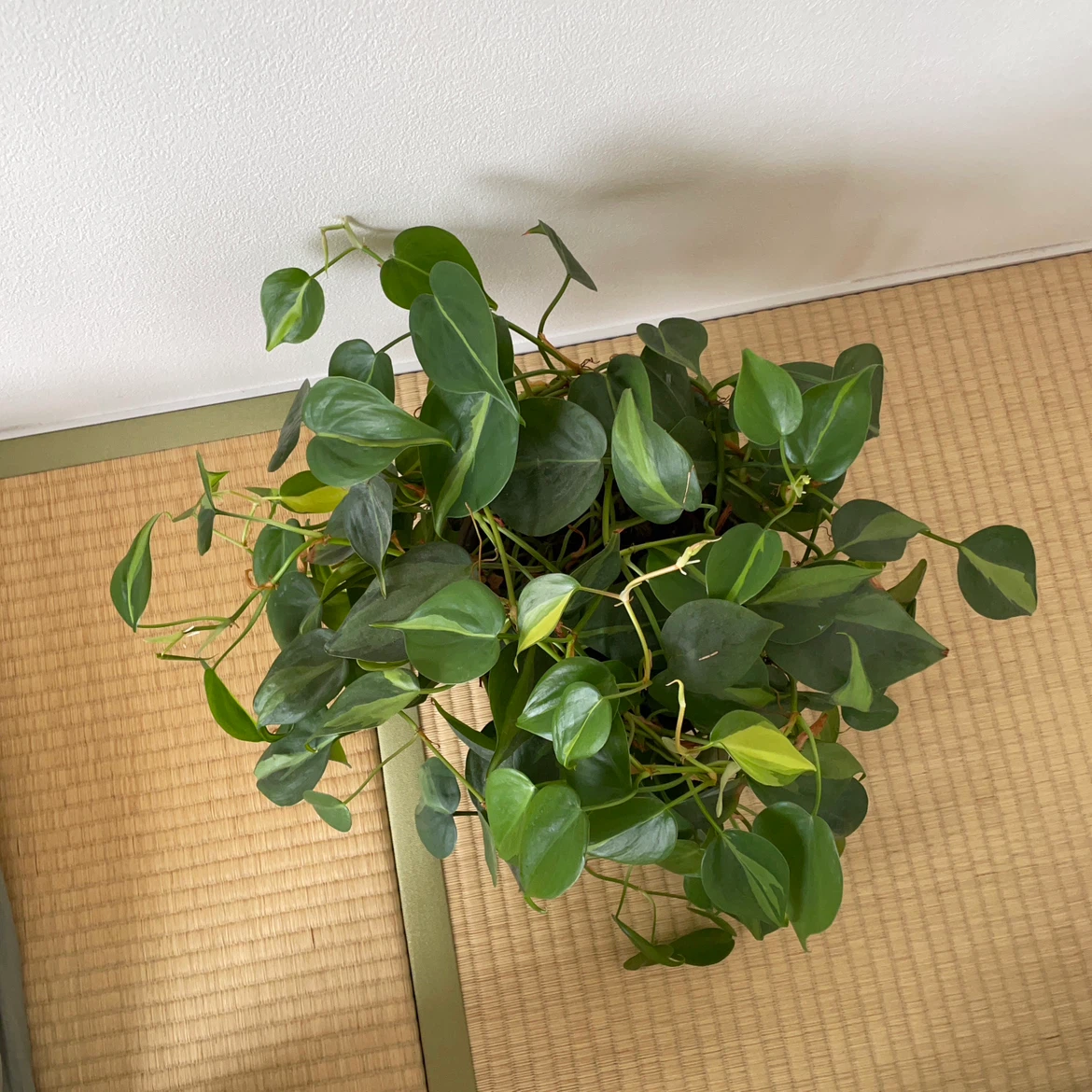 フィロデンドロン ブラジル 観葉植物 鉢植えの写真2枚目