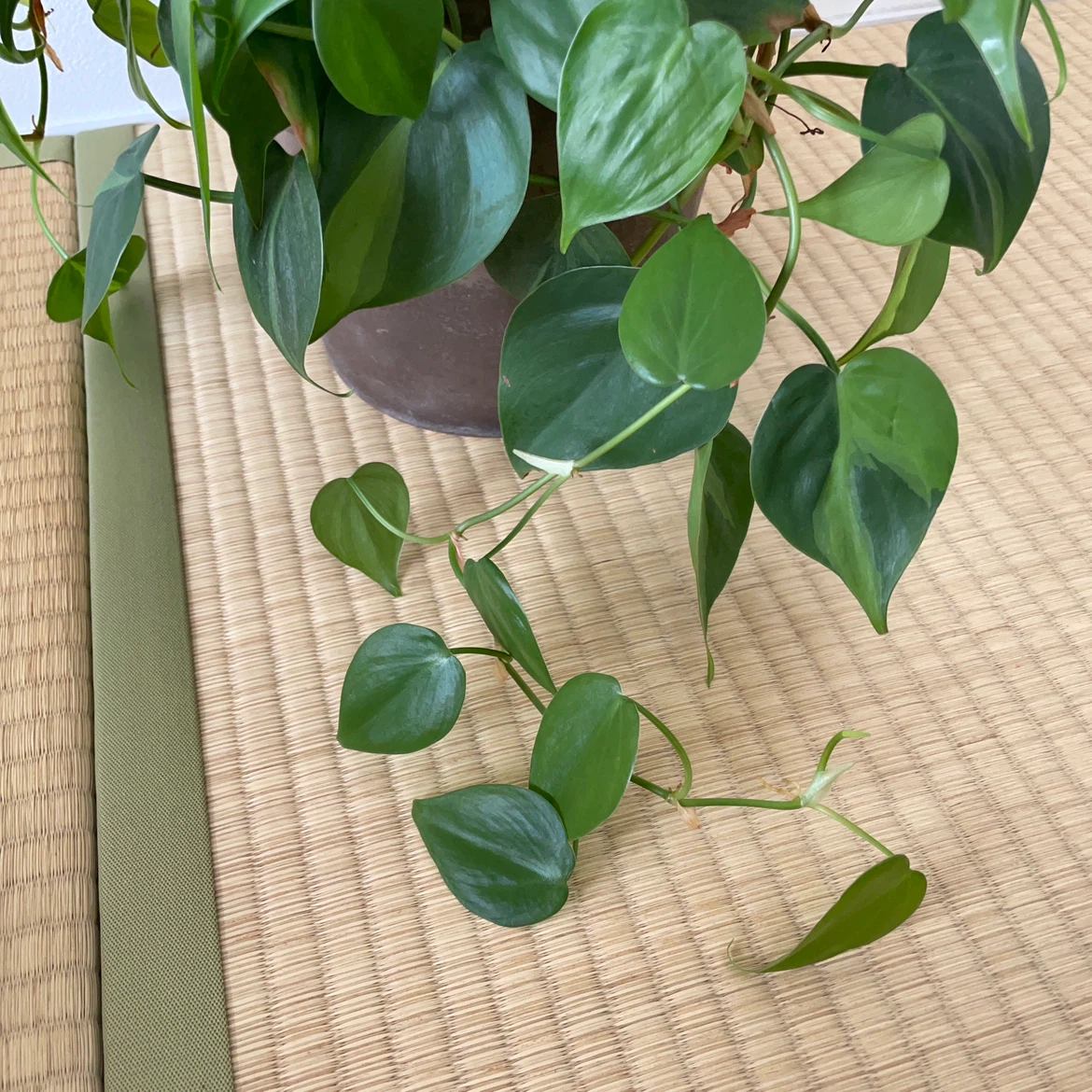 フィロデンドロン ブラジル 観葉植物 鉢植えの写真3枚目