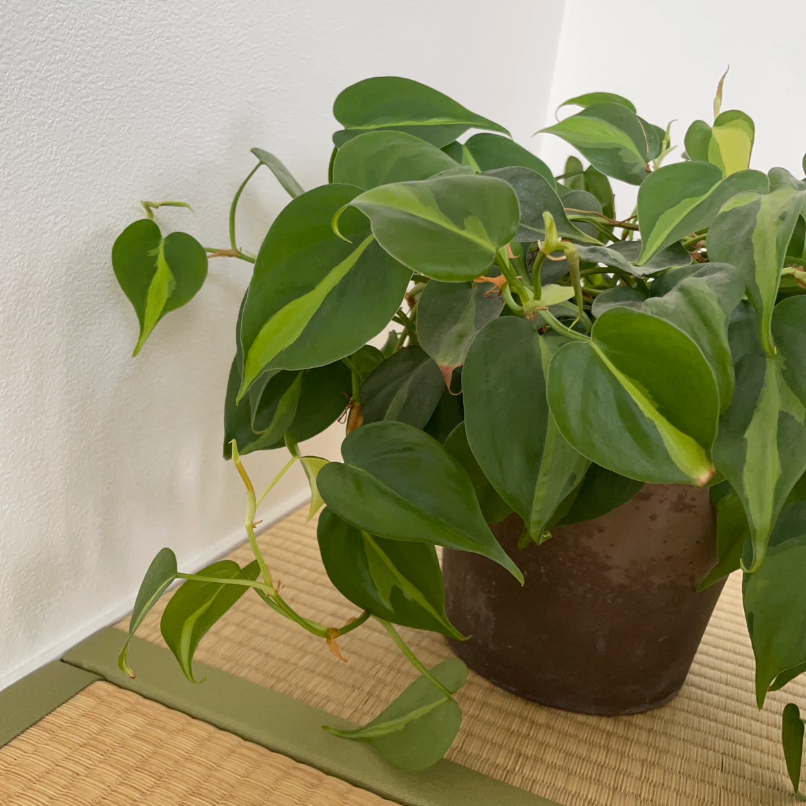 フィロデンドロン ブラジル 観葉植物 鉢植えの写真4枚目