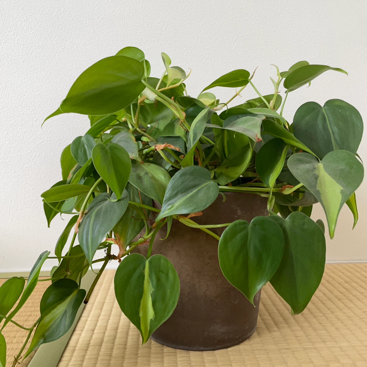 フィロデンドロン ブラジル 観葉植物 鉢植えの写真5枚目
