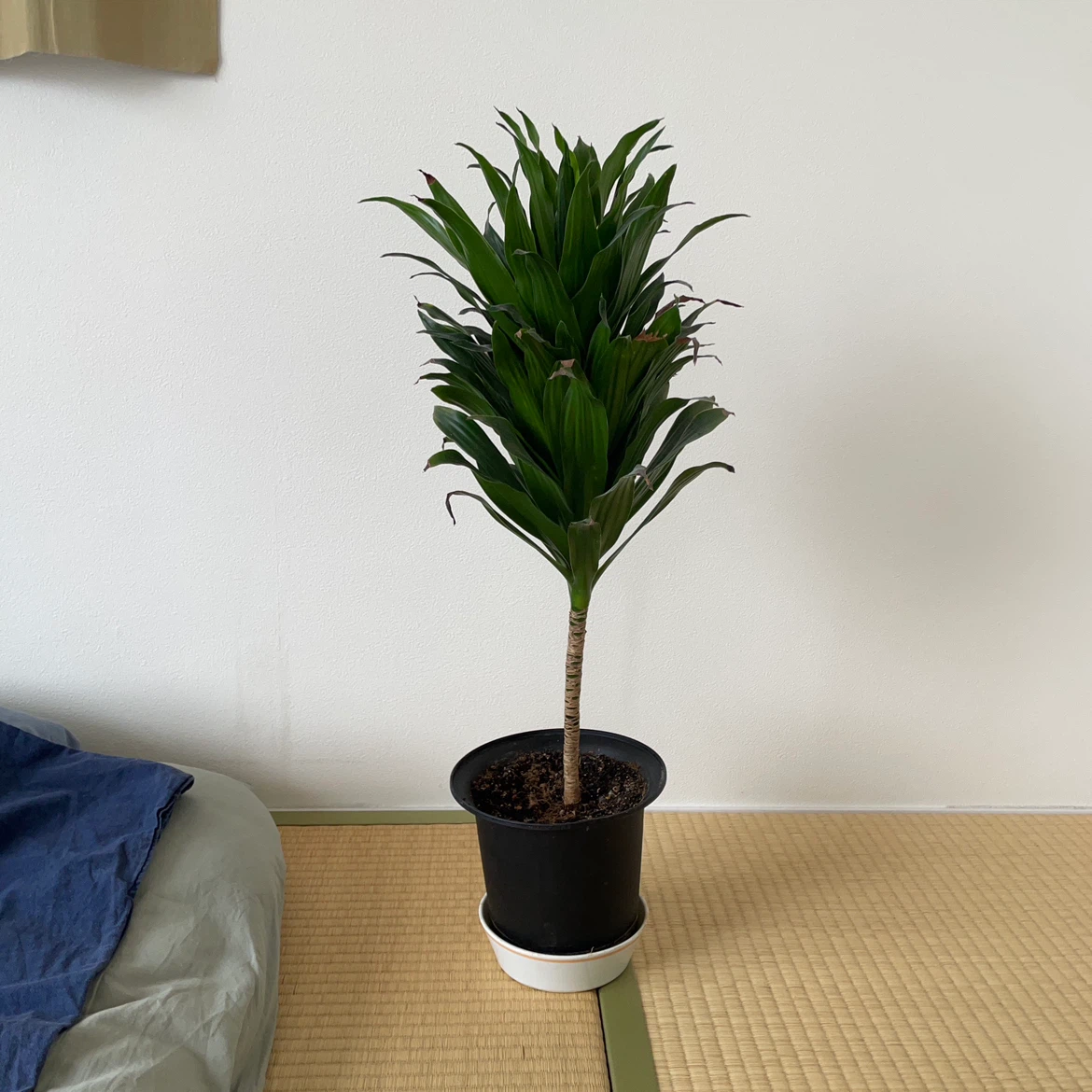 ドラセナ ジェレ 観葉植物