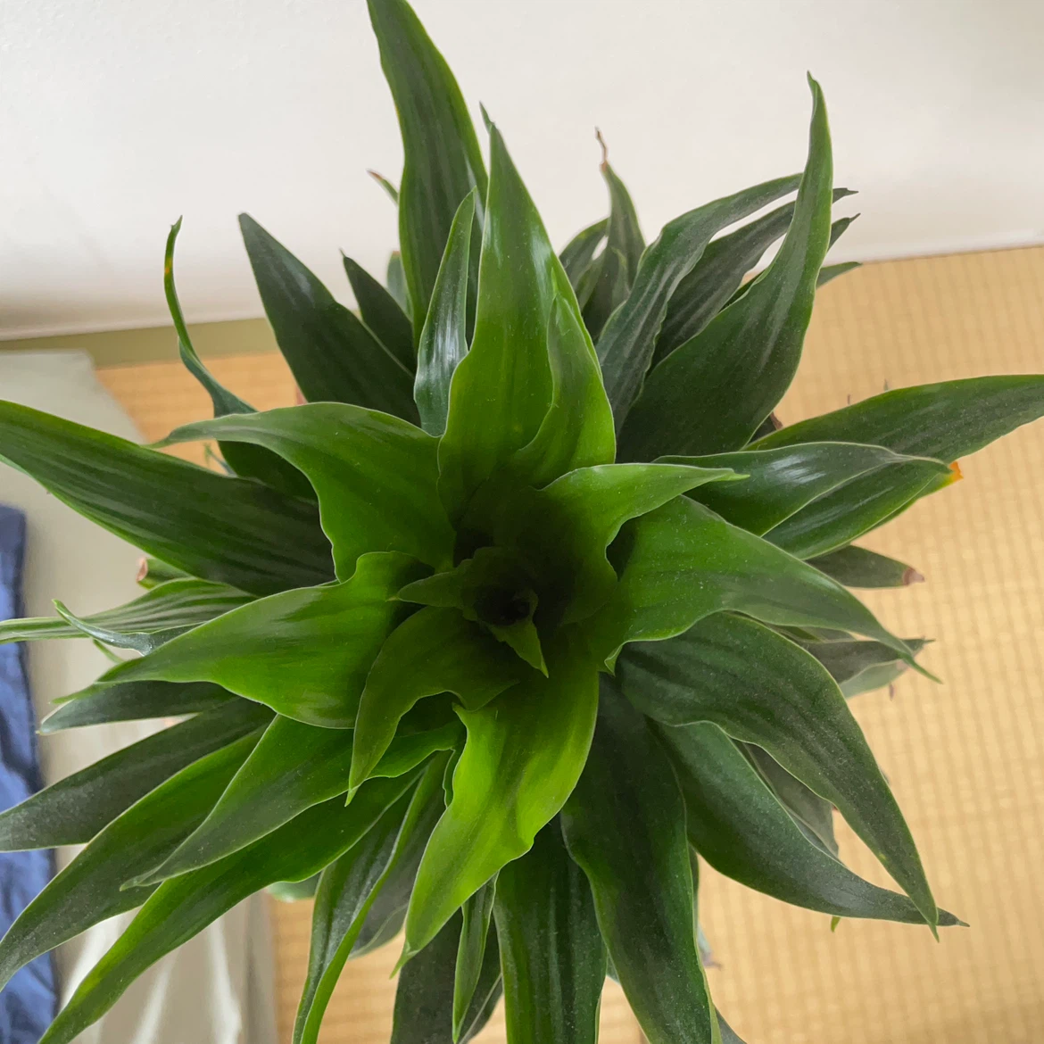 ドラセナ ジェレ 観葉植物の写真2枚目