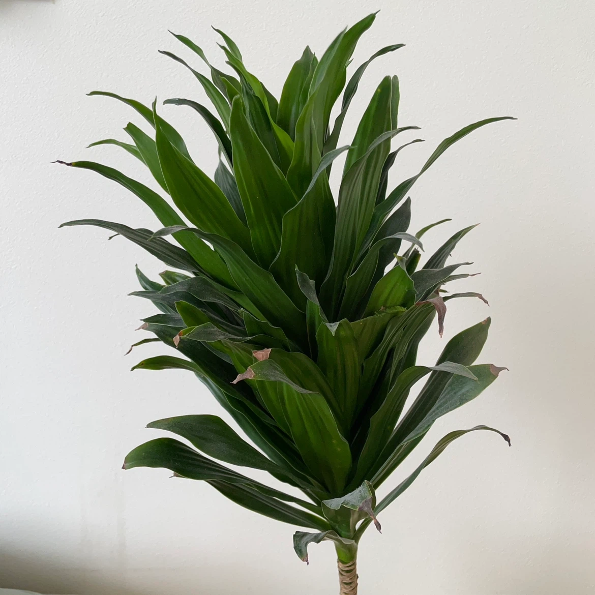 ドラセナ ジェレ 観葉植物の写真3枚目