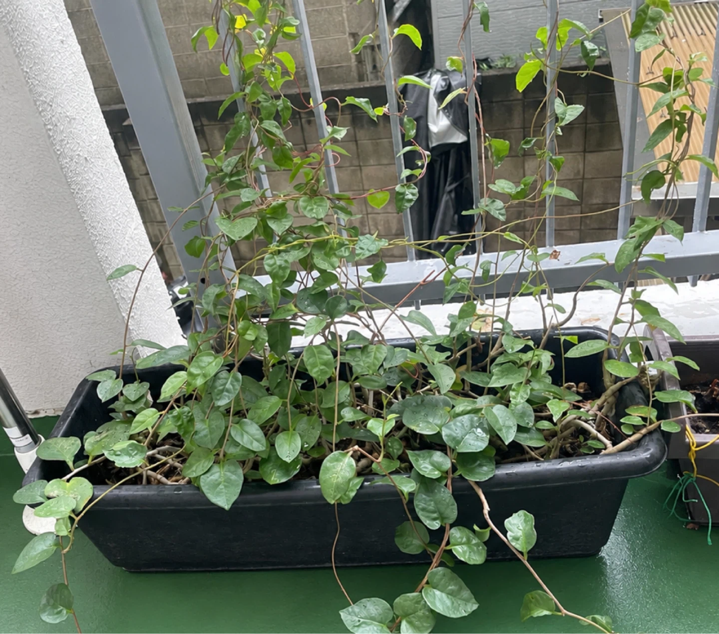 観葉植物 ツル性植物 鉢植え