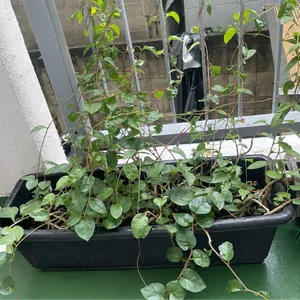 観葉植物 ツル性植物 鉢植え