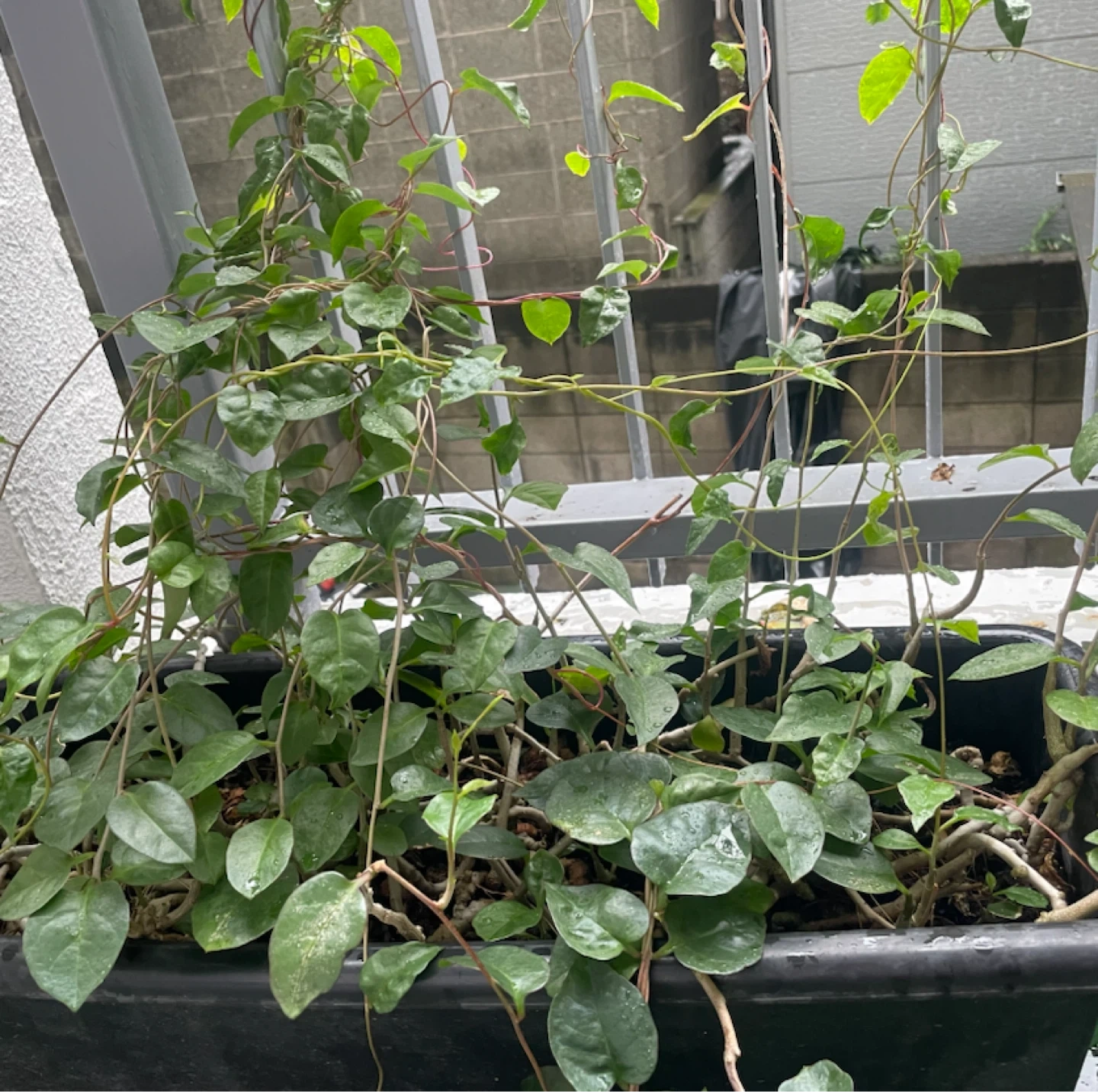 観葉植物 ツル性植物 鉢植えの写真2枚目
