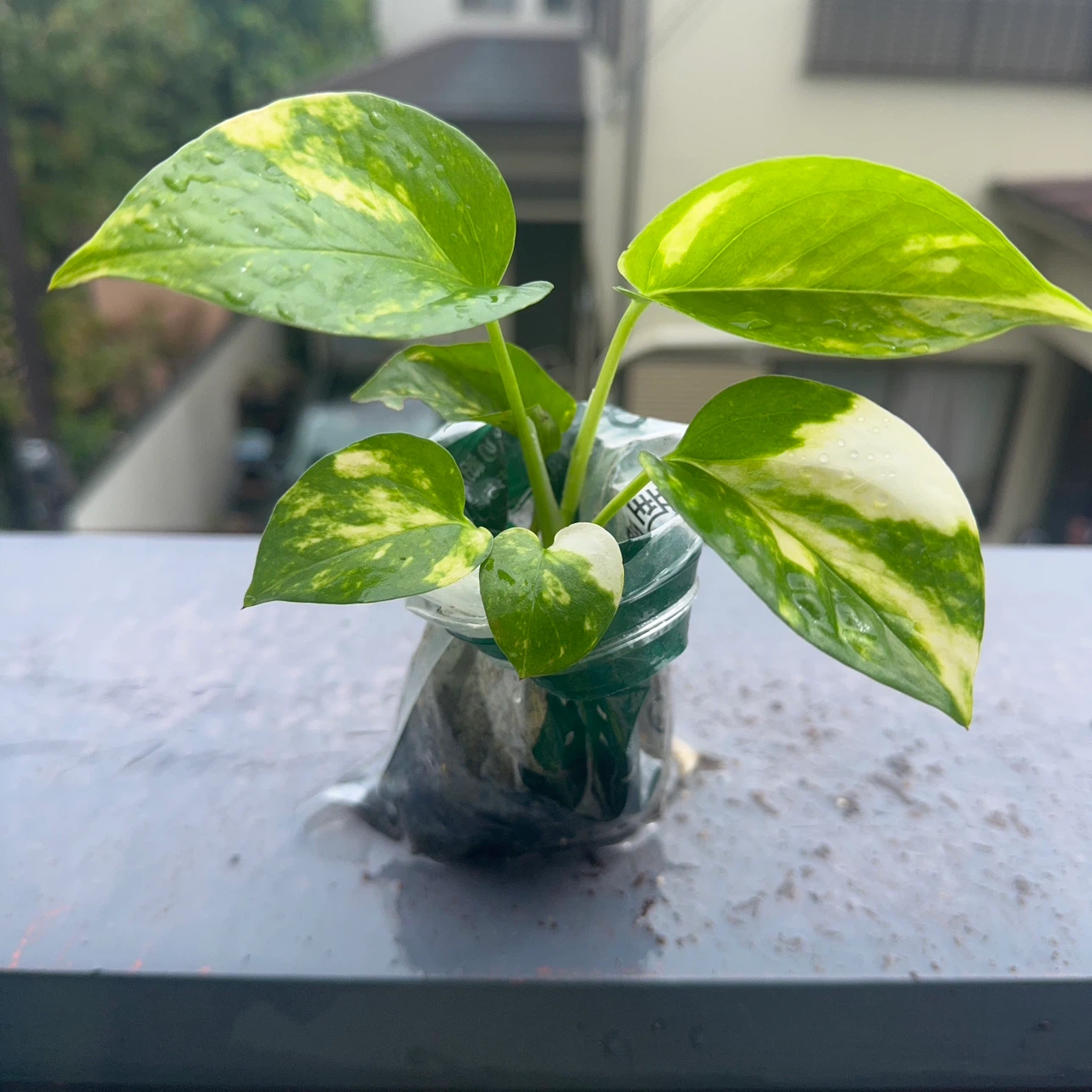 ポトス 観葉植物