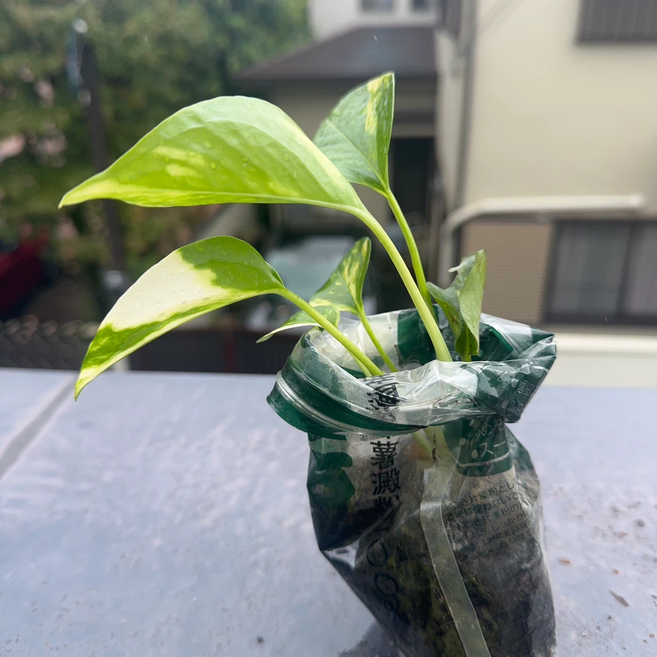 ポトス 観葉植物の写真2枚目