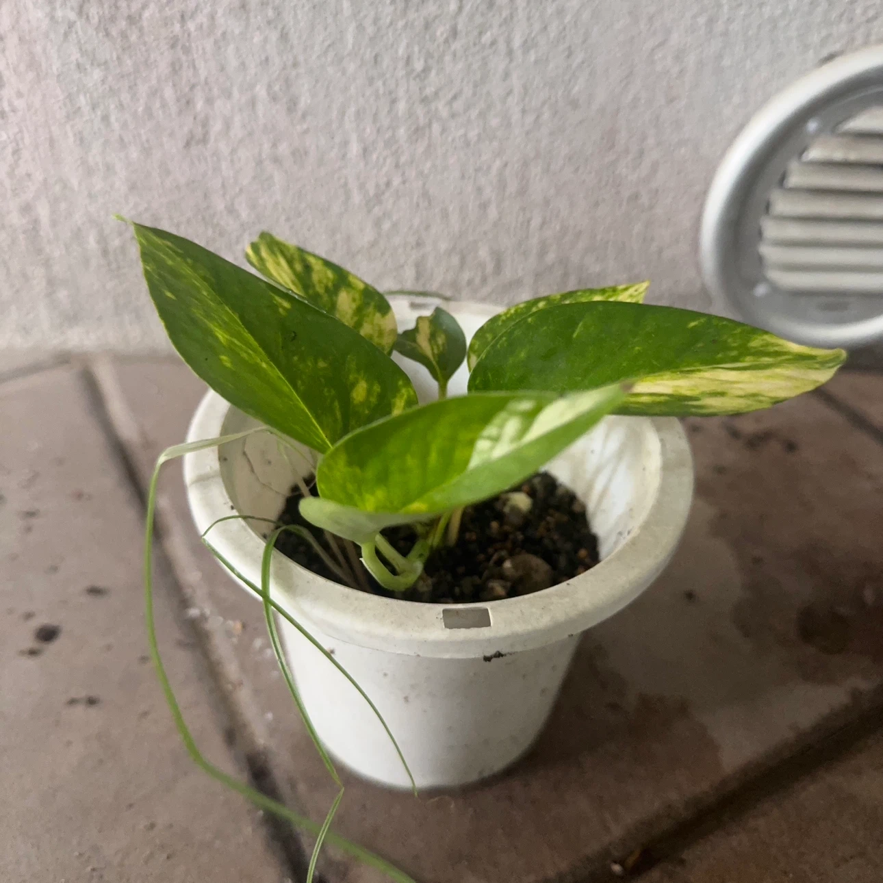 ポトス 観葉植物 鉢植え
