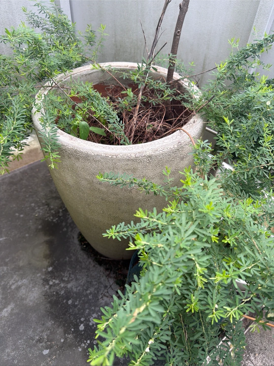 植木鉢 観葉植物 大型 おしゃれ