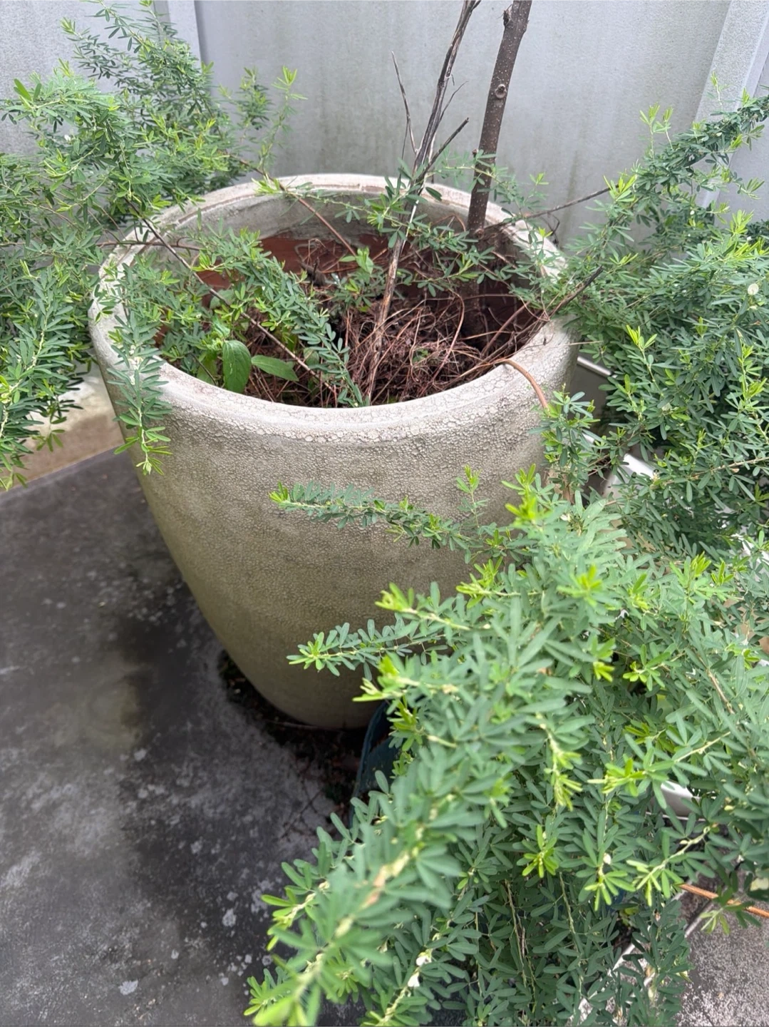 植木鉢 観葉植物 大型 おしゃれ