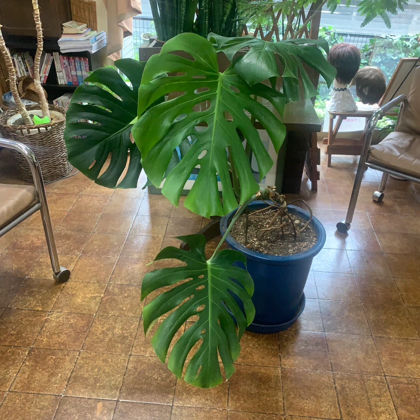 モンステラ 観葉植物 青い鉢付き