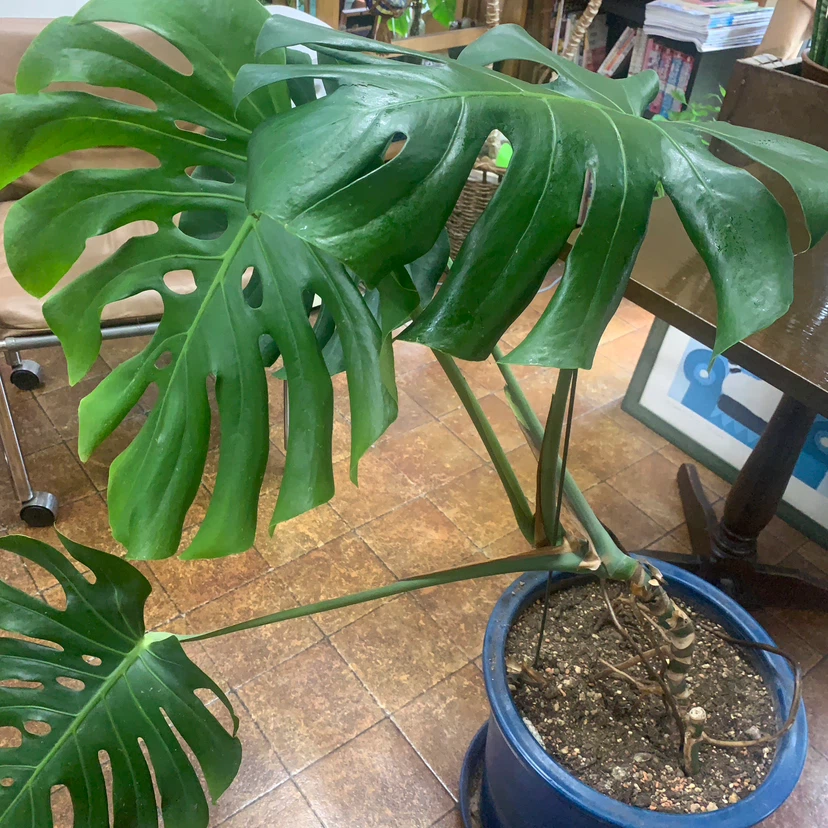モンステラ 観葉植物 青い鉢付きの写真2枚目