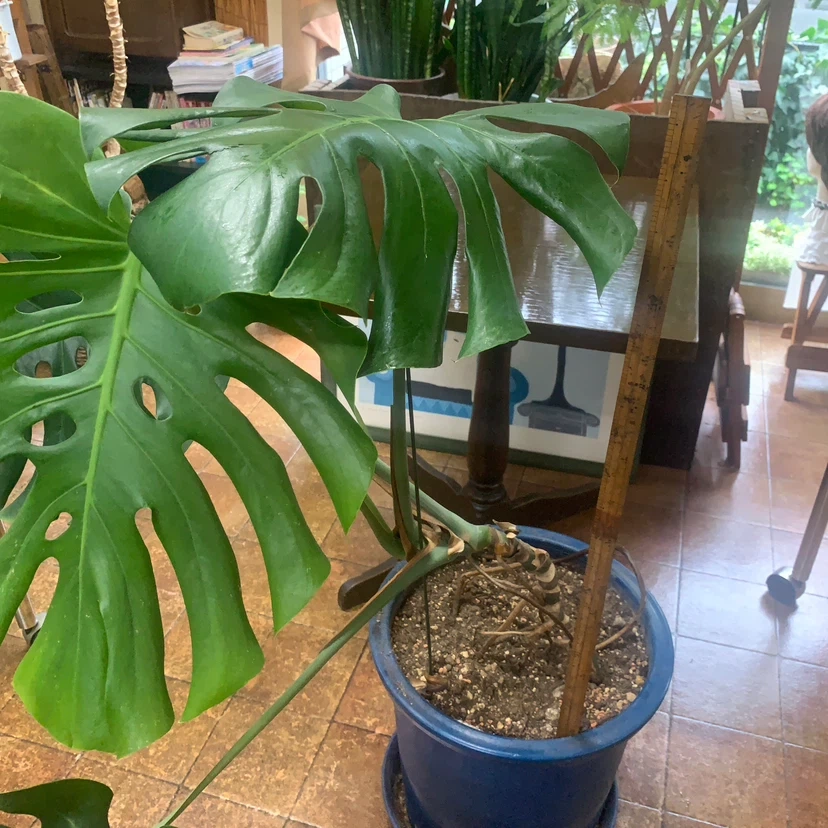 モンステラ 観葉植物 青い鉢付きの写真3枚目