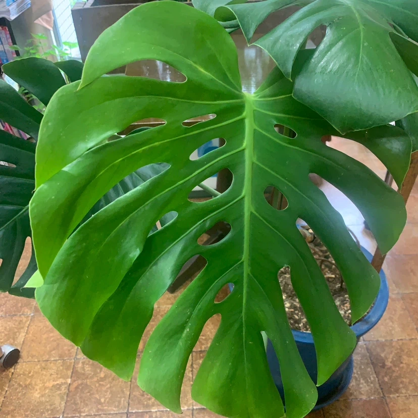 モンステラ 観葉植物 青い鉢付きの写真4枚目