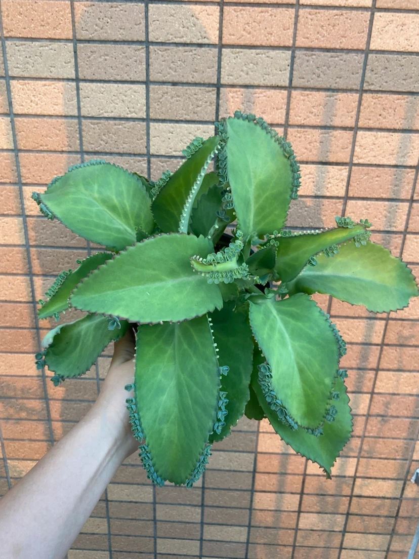 コダカラベンケイ 植物 多肉