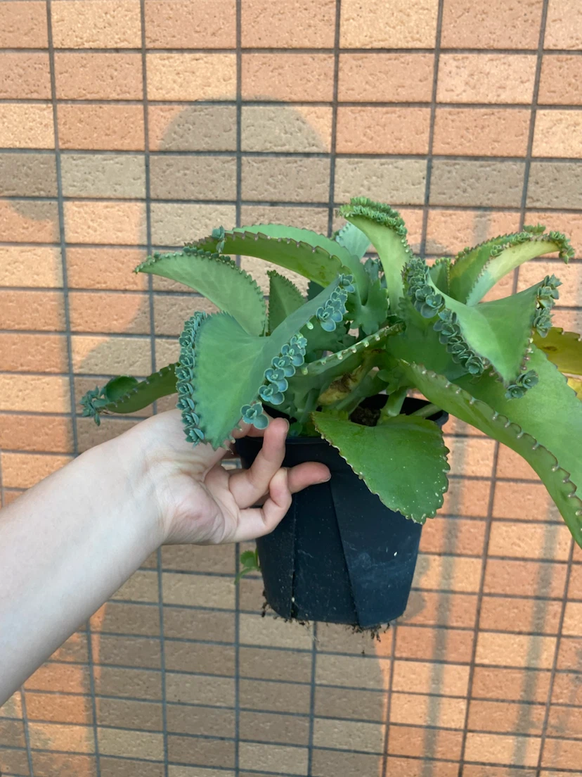 コダカラベンケイ　植物　多肉の写真2枚目
