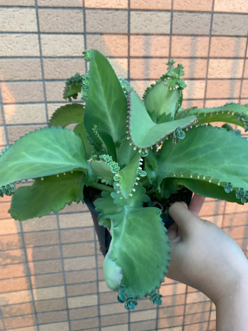 コダカラベンケイ　植物　多肉の写真3枚目