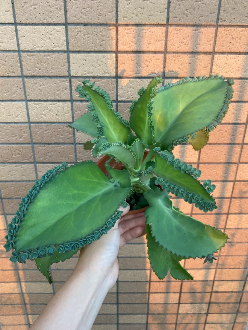 コダカラベンケイ 植物 多肉
