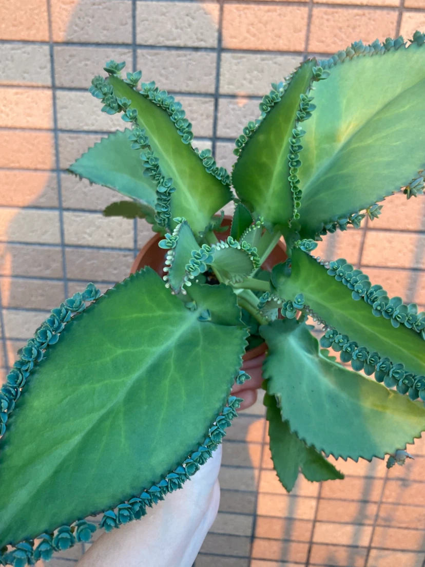 コダカラベンケイ　植物　多肉の写真2枚目