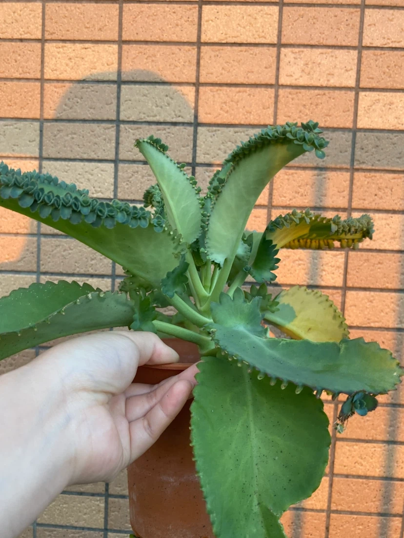 コダカラベンケイ 植物 多肉の写真3枚目