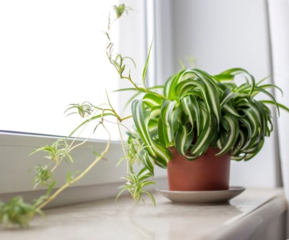 オリヅルラン ボニー 観葉植物