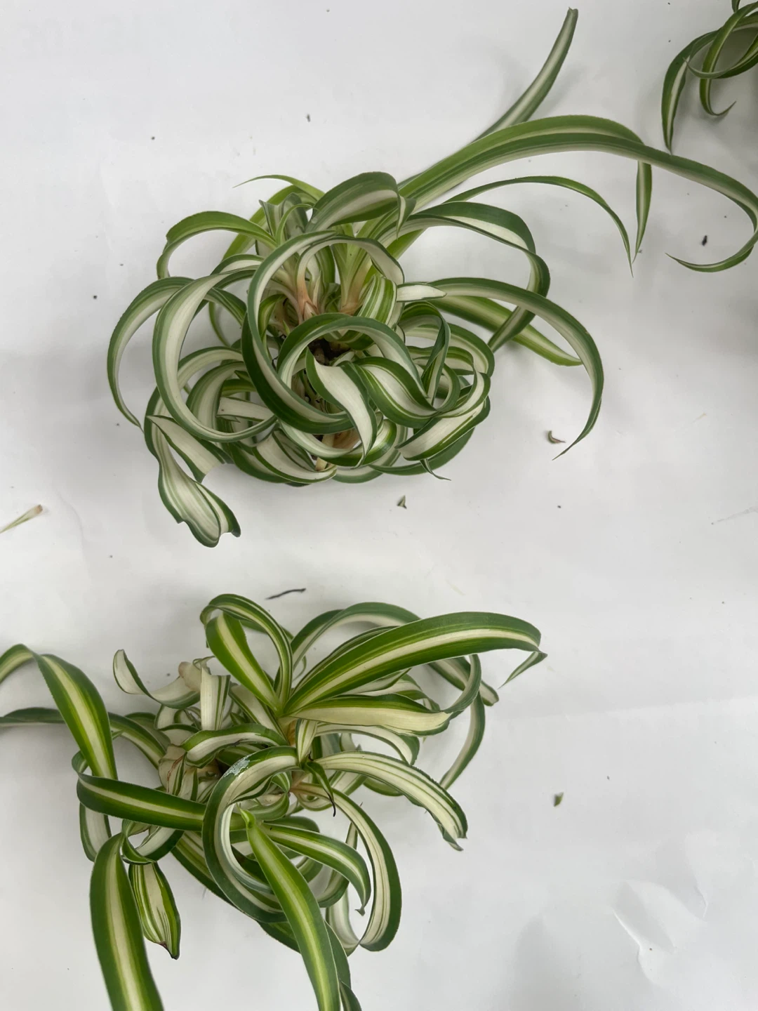 オリヅルラン ボニー 観葉植物の写真2枚目