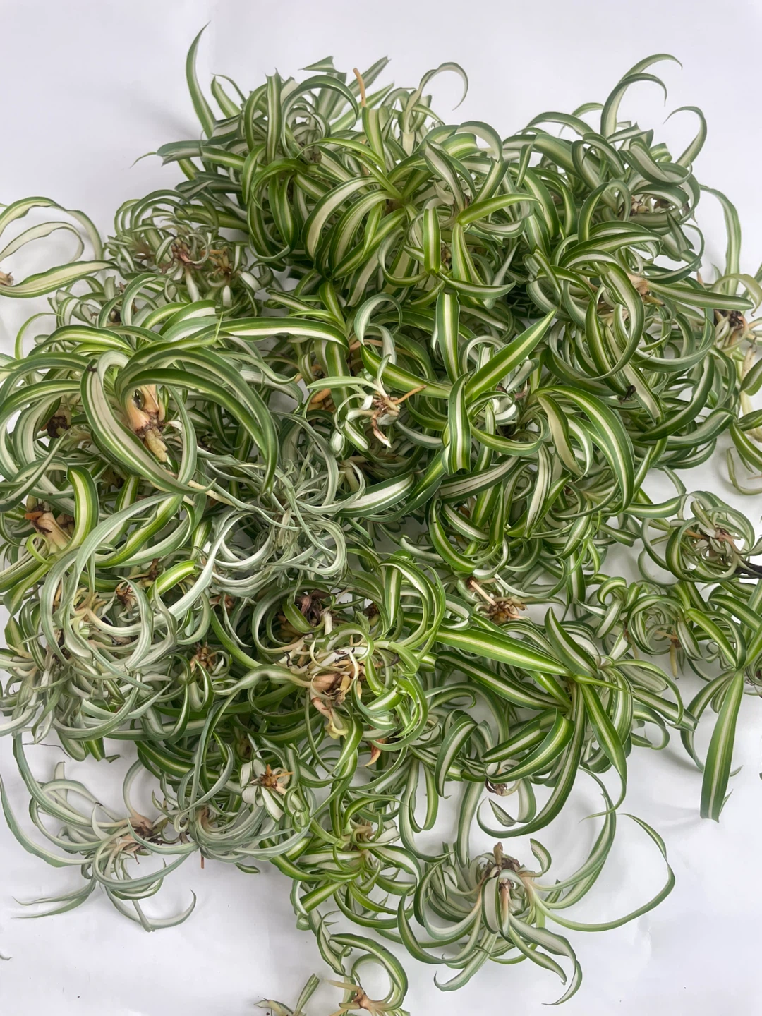 オリヅルラン ボニー 観葉植物の写真3枚目