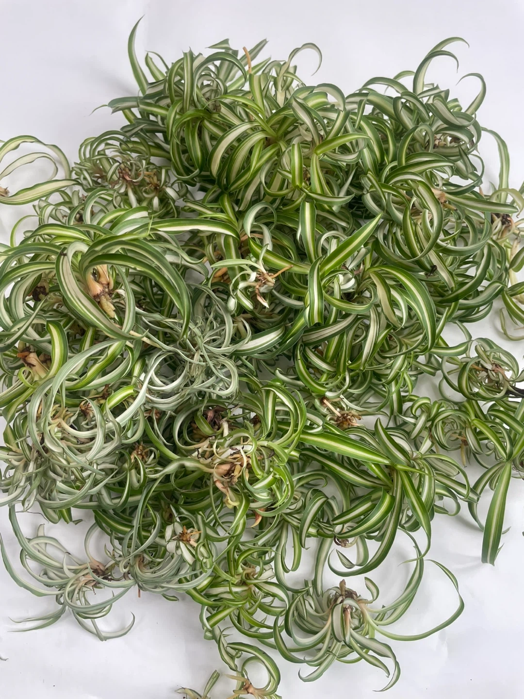 オリヅルラン ボニー 観葉植物の写真3枚目