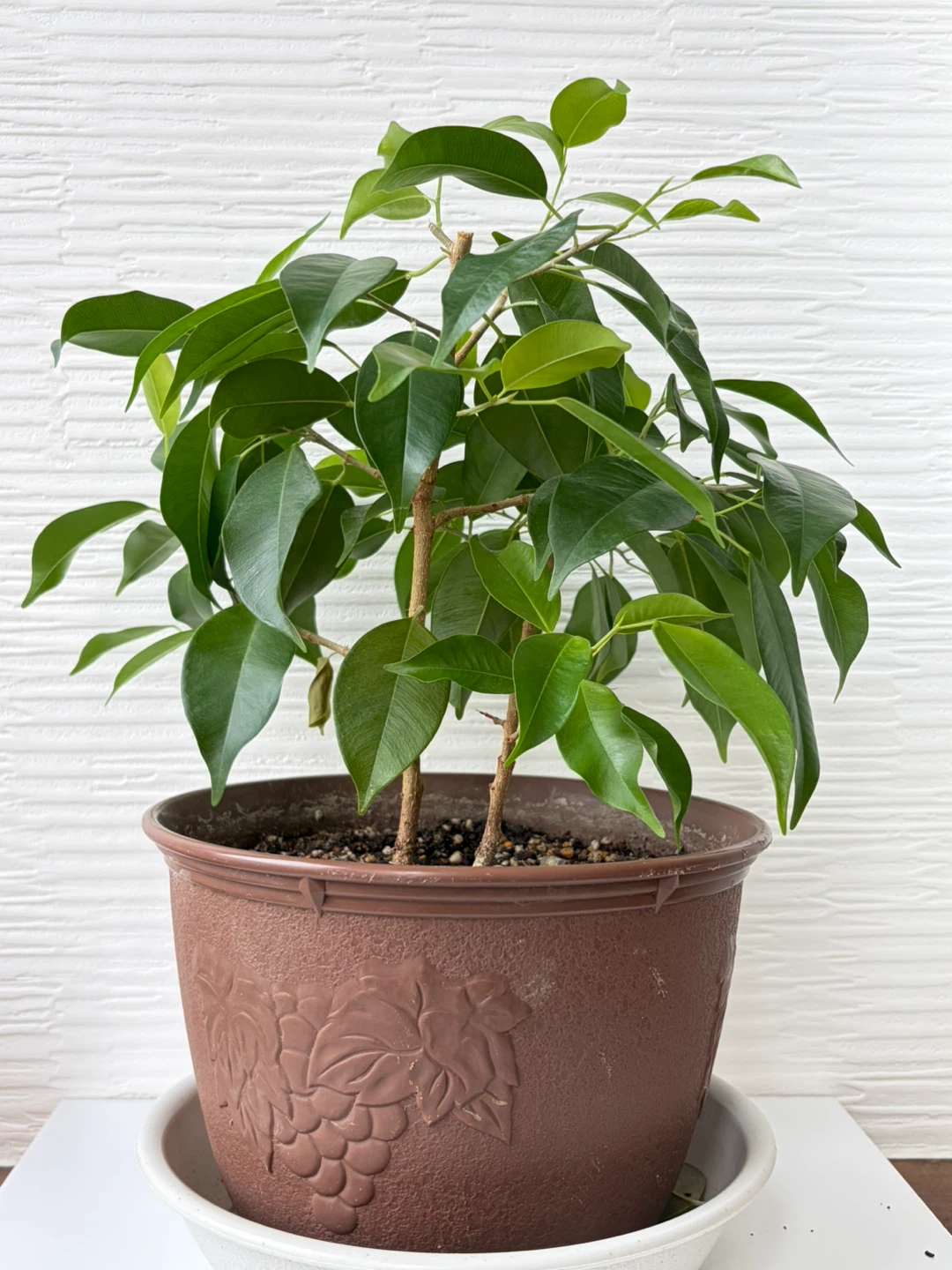 【観葉植物】①ベンジャミン　鉢植え ガーデニング 園芸 植木