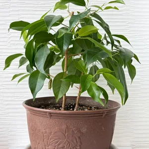【観葉植物】①ベンジャミン 鉢植え ガーデニング 園芸 植木