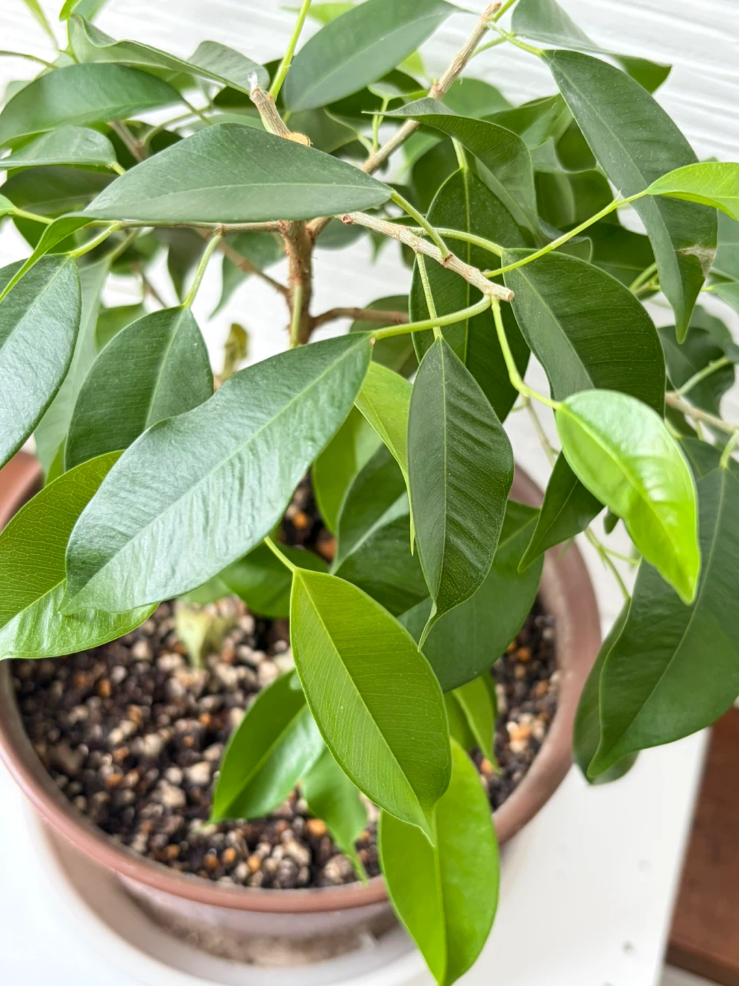 【観葉植物】①ベンジャミン　鉢植え ガーデニング 園芸 植木の写真2枚目