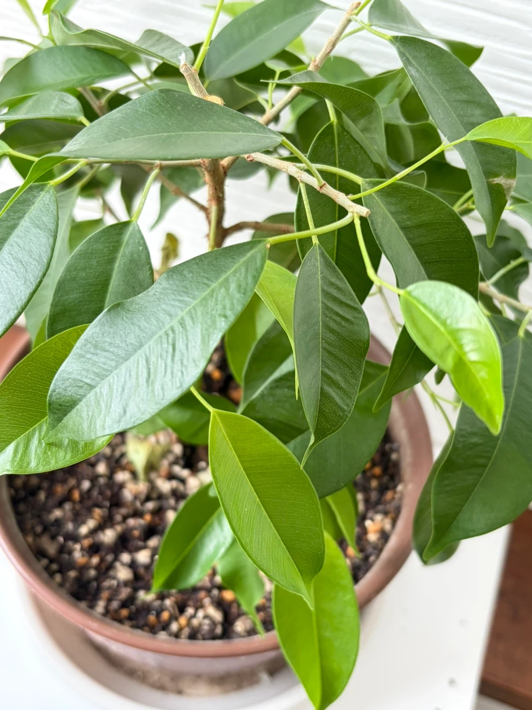 【観葉植物】①ベンジャミン 鉢植え ガーデニング 園芸 植木の写真2枚目