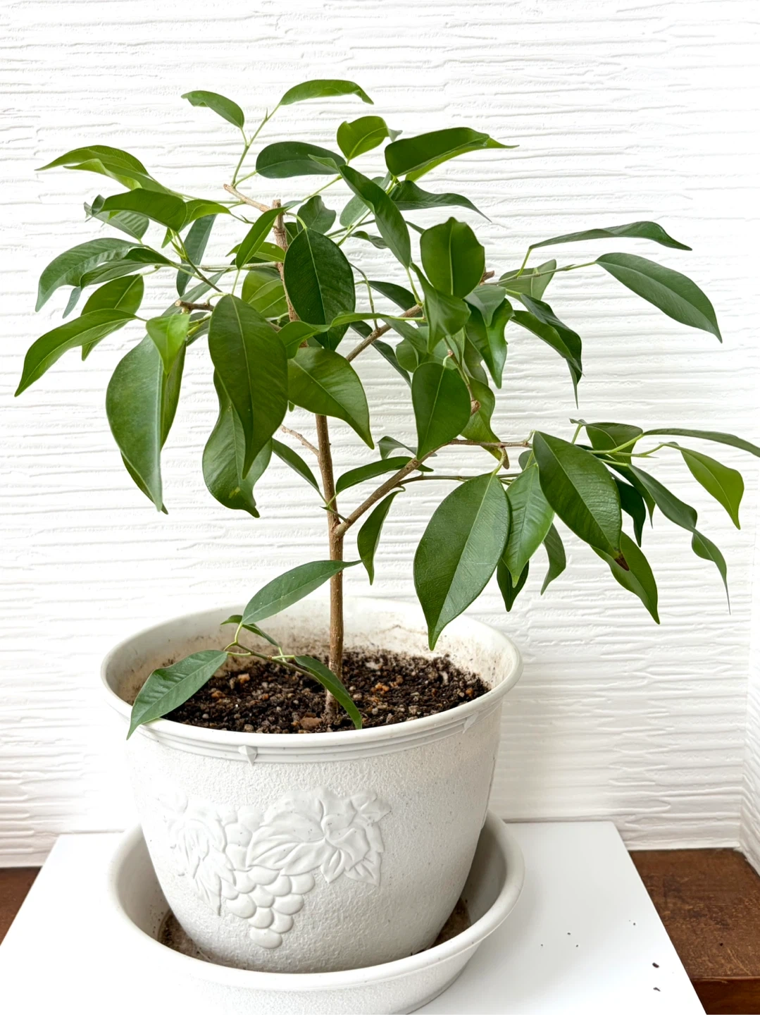 【観葉植物】②ベンジャミン 鉢植え ガーデニング 園芸 植木